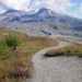 Wildflowers at Mount Saint Helens