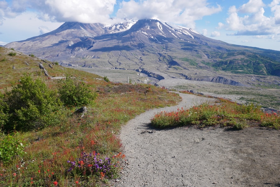 Wildflowers at Mount Saint Helens