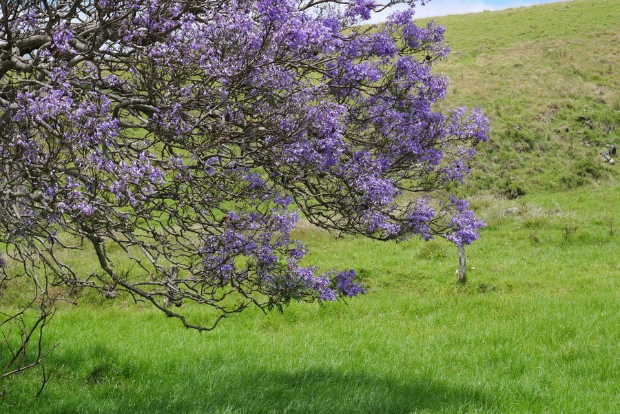 Flowering Jacaranda Tree on Maui