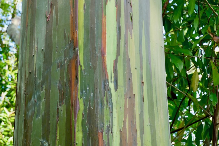 Rainbow Eucalyptus Grove at Mile Marker 7, Maui