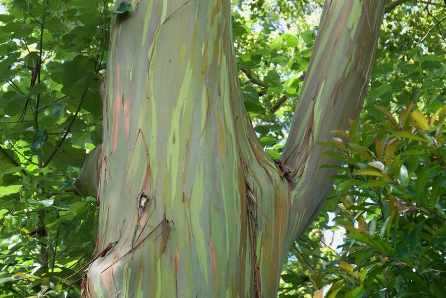 Rainbow Eucalyptus Grove in Maui