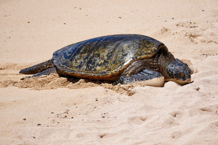 Turtle in Maui 