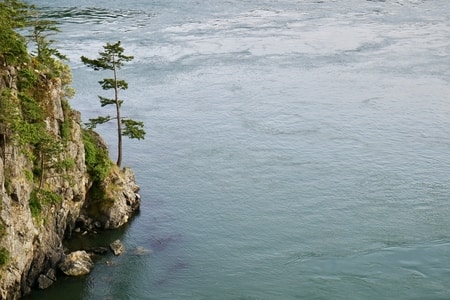 Bald Eagle at Deception Pass