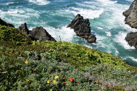 Wildflowers at Indian Sands