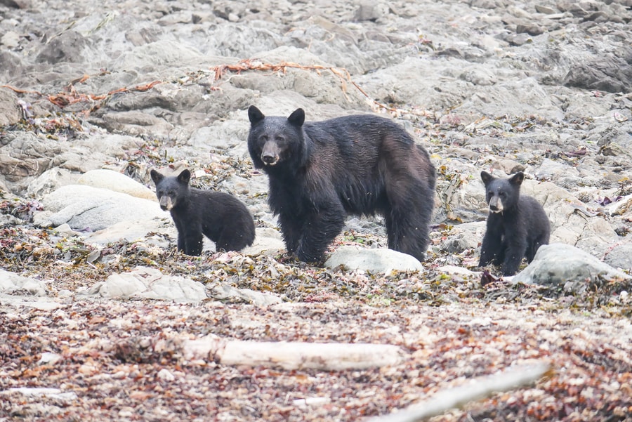 Bears in Olympic National Park