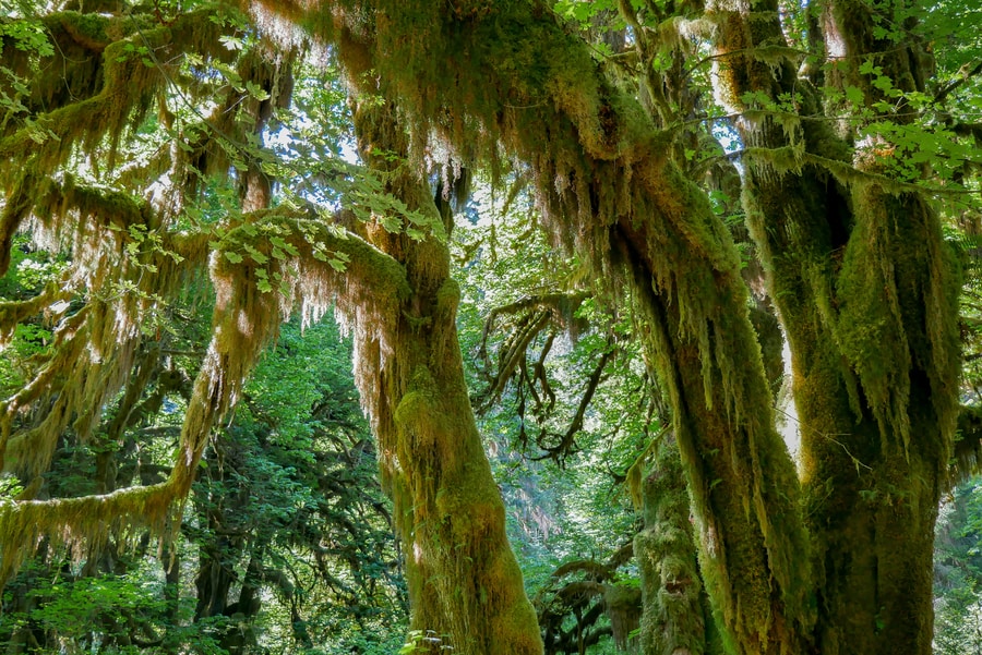 Hoh Rainforest