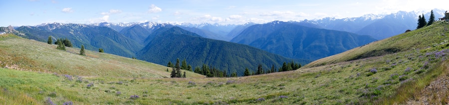 Hurricane Ridge Olympic National Park