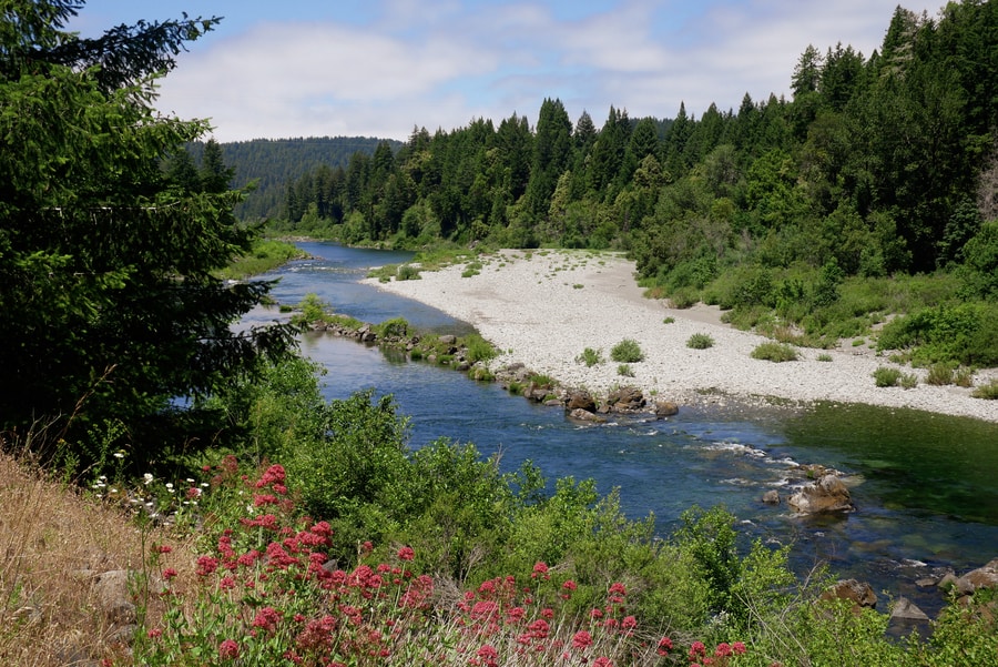 River near the Redwoods