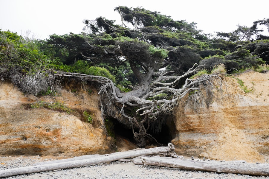 Kalaloch Beach in Washington State