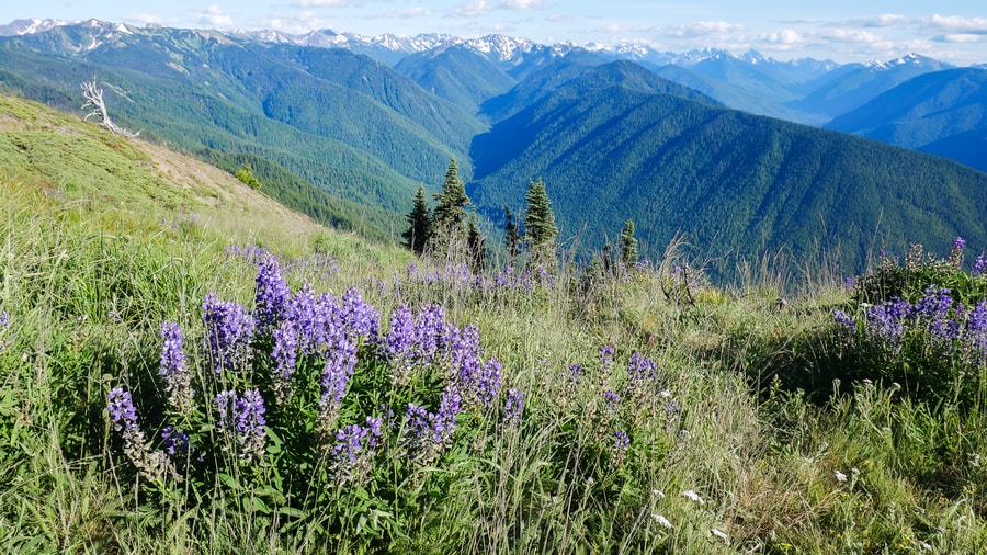 Olympic Peninsula Mountains