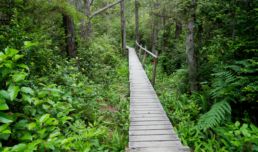 Ozette Trail