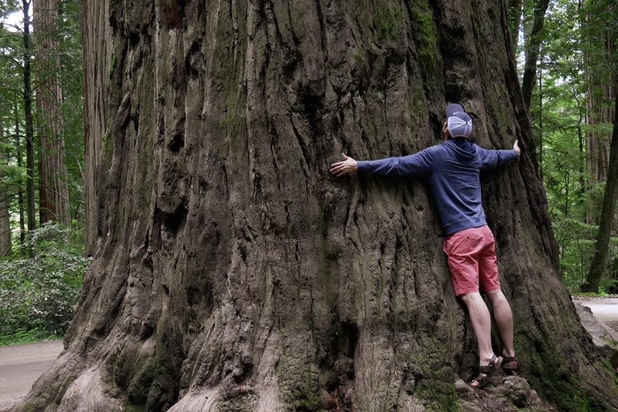 Redwoods Size