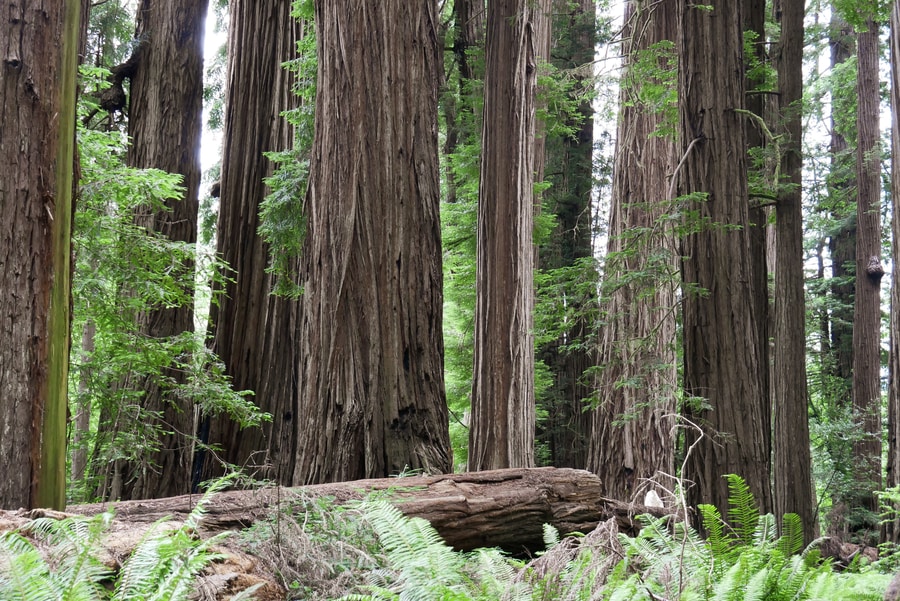 Redwoods State Park