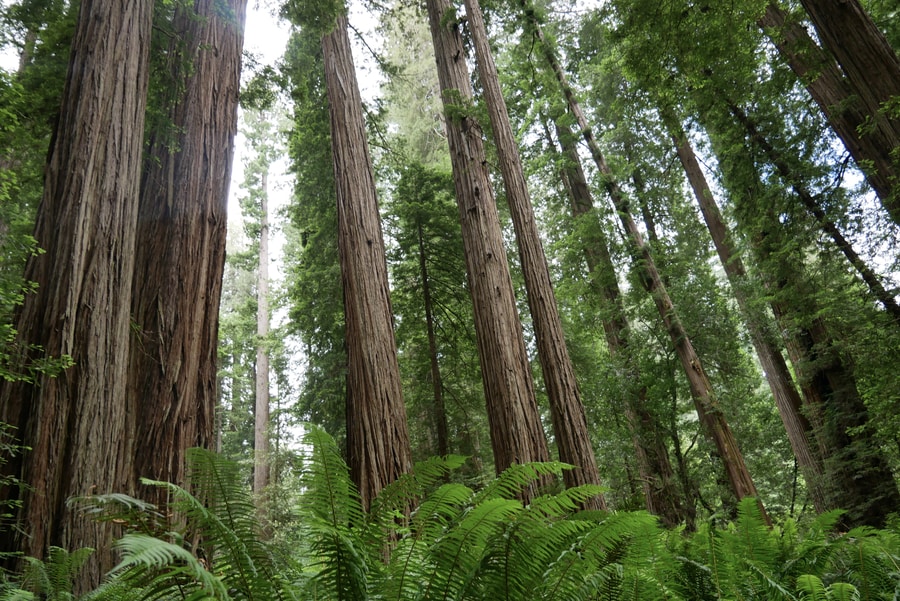 The Redwoods at Howland Hill Loop