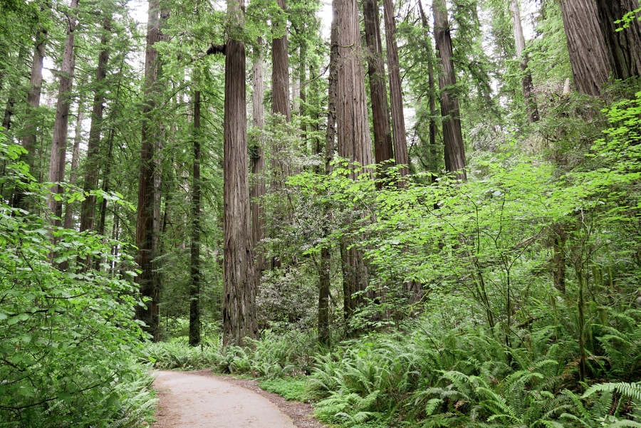 Stout Grove Trail in Jedediah Smith