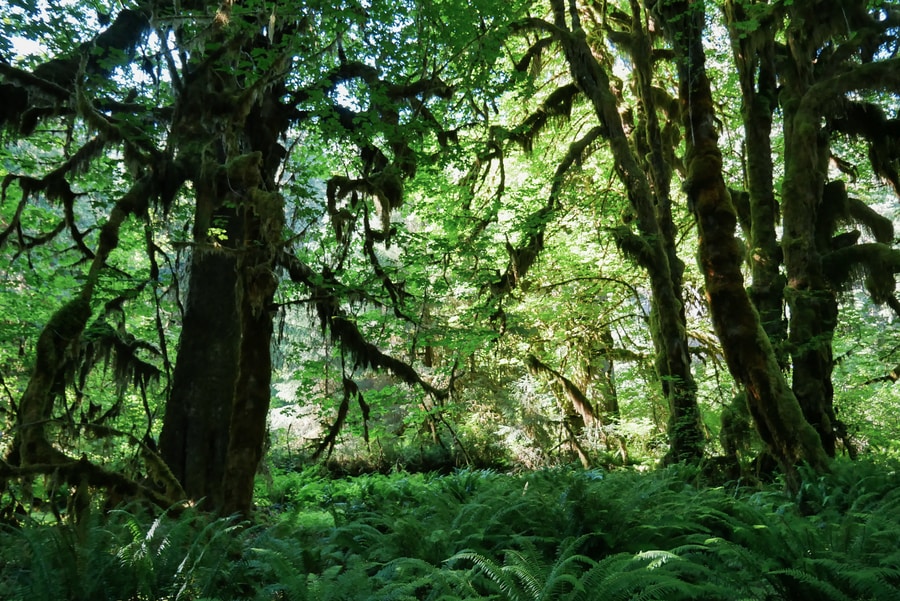 Hoh Rainforest Trees in Olympic National Park