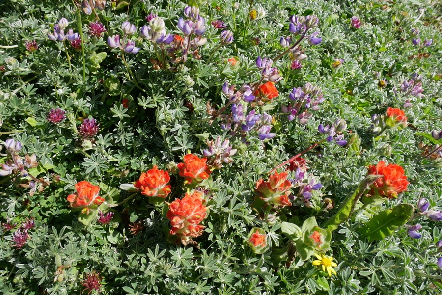 Wildflowers on the southern coast of Oregon