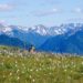 Olympic National Park Deer and Wildflowers