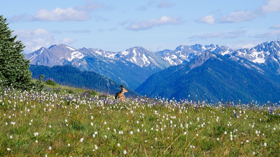 Olympic National Park Deer and Wildflowers