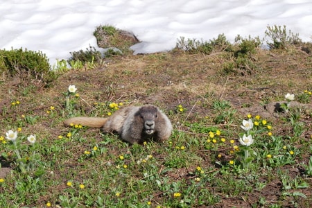Marmot at Mt Rainier