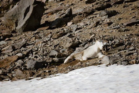 Mountain Goat at Paradise