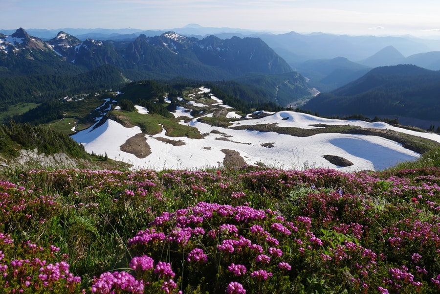 Wildflowers in Mount Rainier National Park