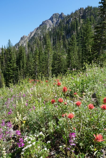 Wallowa Wildflowers