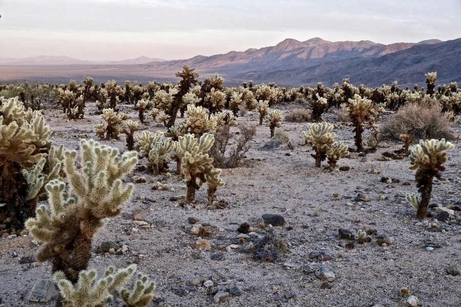 Cholla Cactus Garden