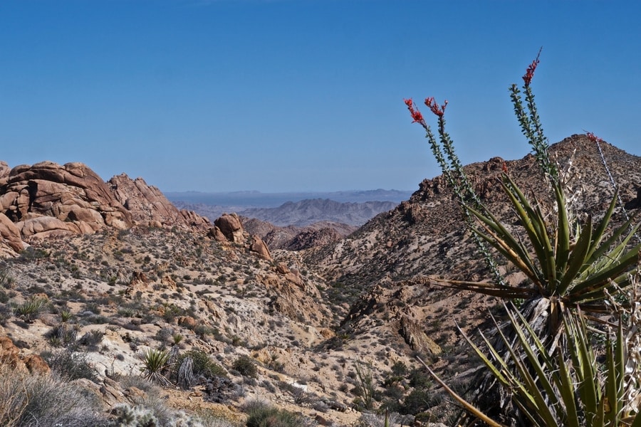 Colorado Desert 