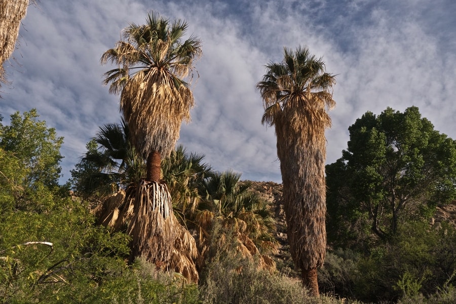 Cottonwood Spring