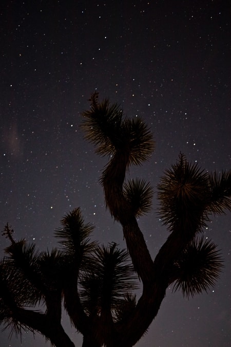 Starry Sky behind a Joshua Tree