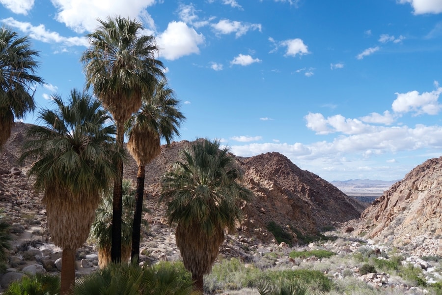 Fortynine Palms Oasis