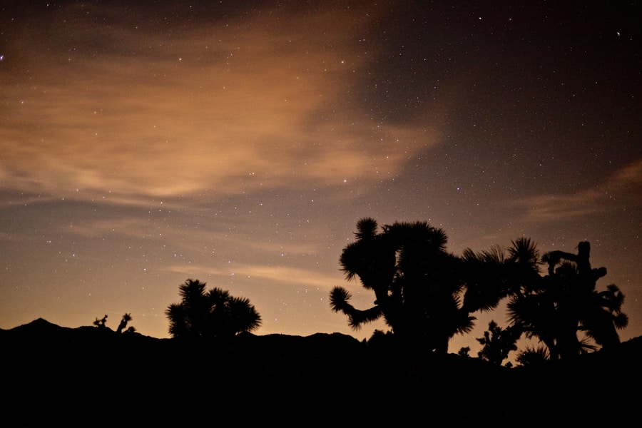 Starry Sky Joshua Tree