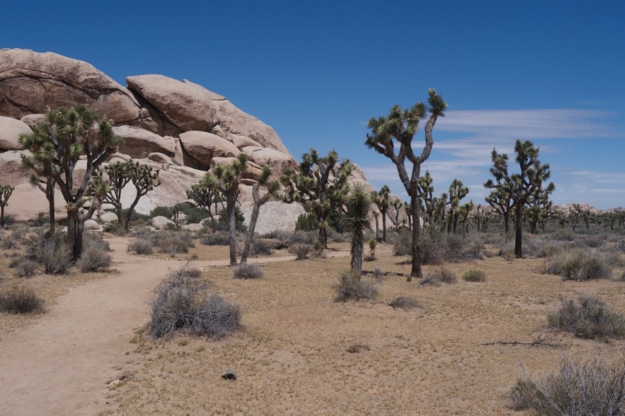 Joshua Trees