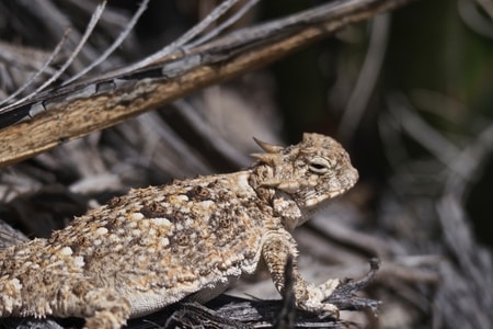 Lizard in Joshua Tree