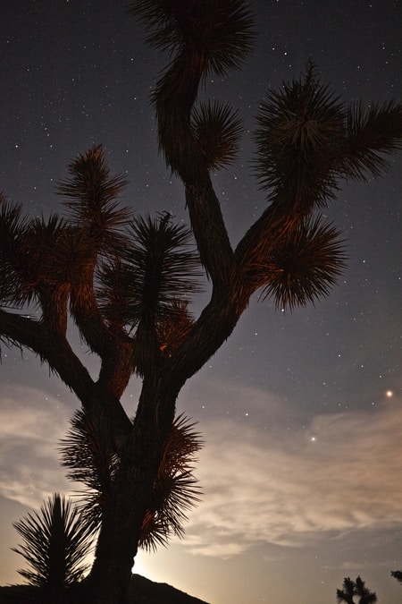 Night Sky Joshua Tree National Park