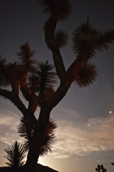 Night Sky Joshua Tree National Park