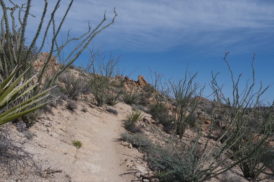 Ocotillo Patch