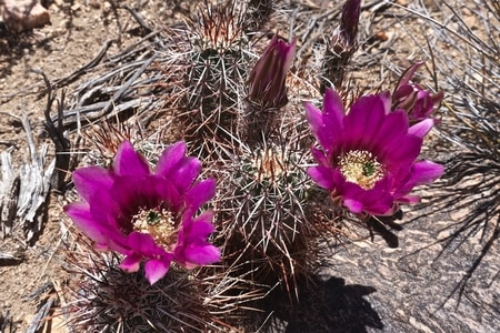 Wildflowers Joshua Tree