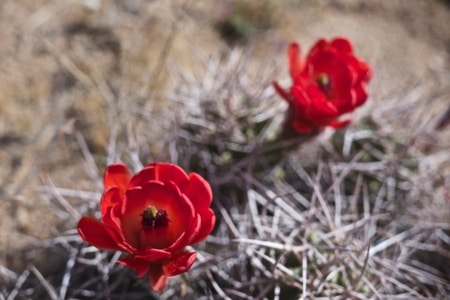 Spring Wildflowers Joshua Tree