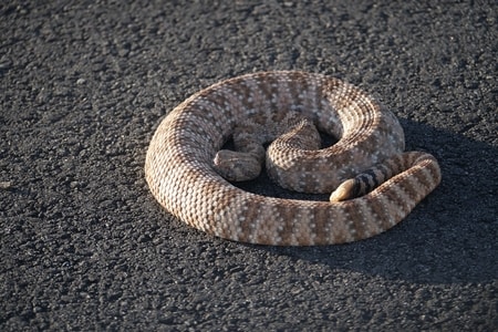 Rattlesnake in Joshua Tree