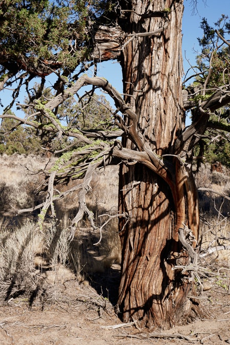 Ancient Juniper Trail