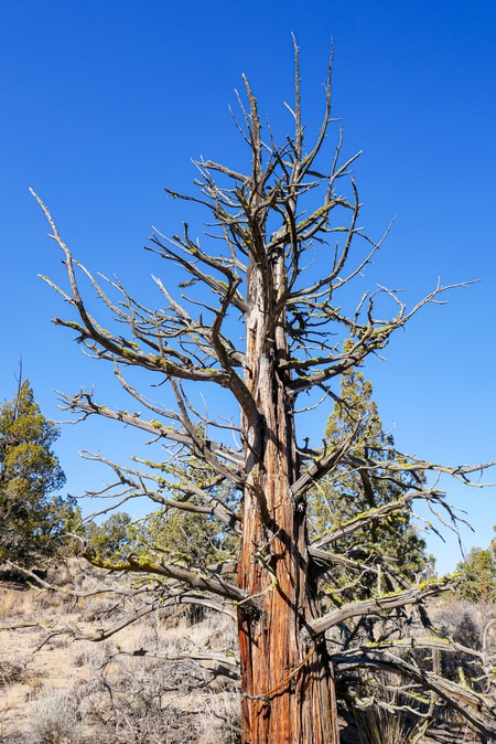 Ancient Juniper Tree