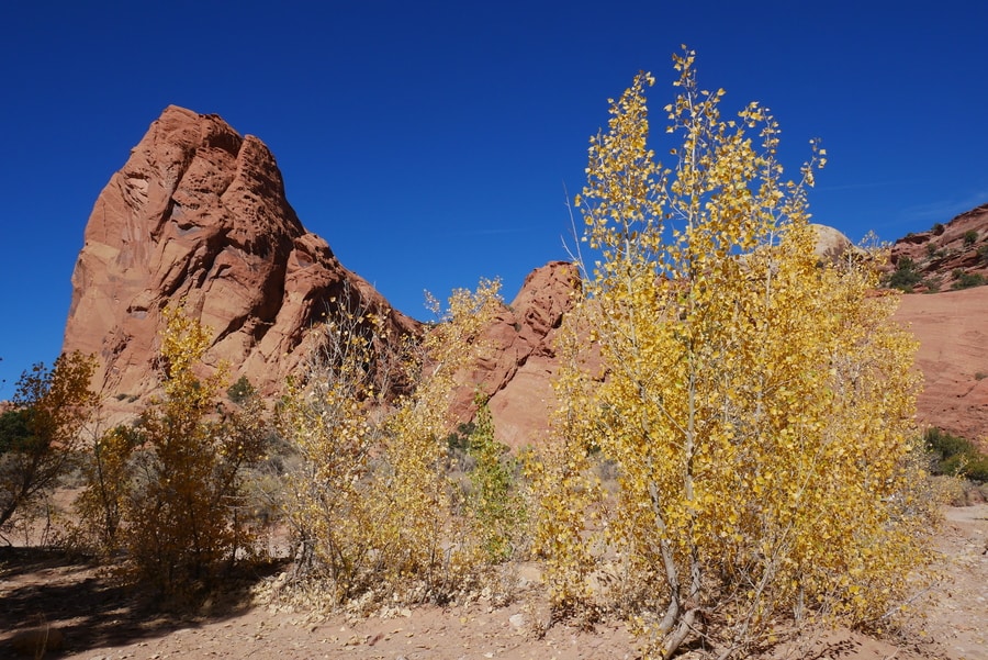 Capitol Reef Fall Leaves