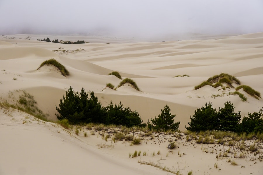 John Dellenback Trail-Oregon Dunes