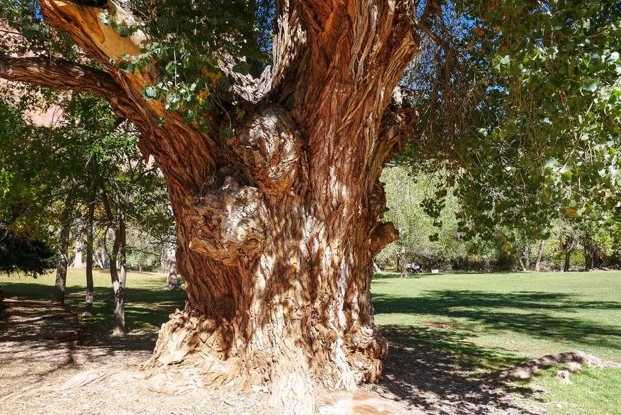 Large Cottonwood Tree in Capitol Reef