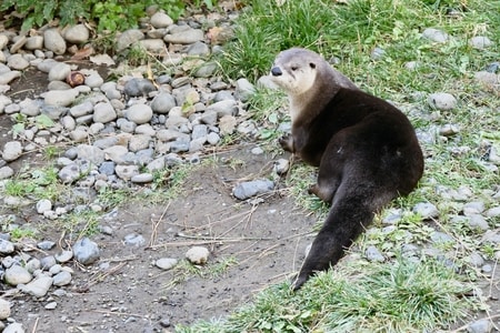 Otter at the High Desert Museum