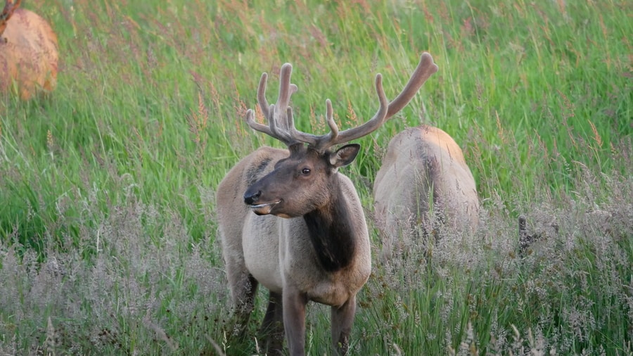 Elk near Reedsport