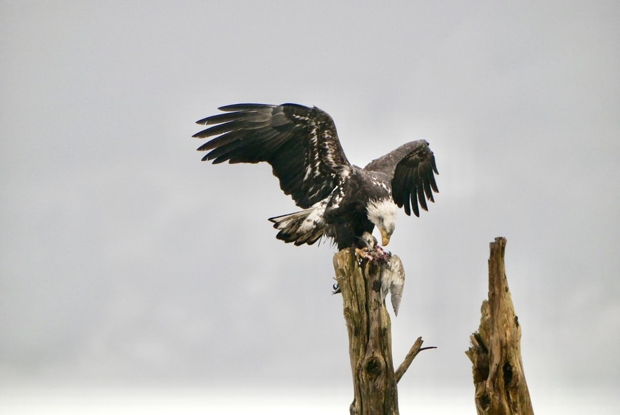 Bald eagle in the Skagit Valley