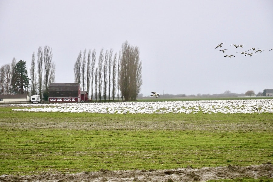 Skagit Valley Scenery